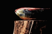 Hand-formed stoneware bowl