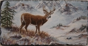 White Tailed Deer